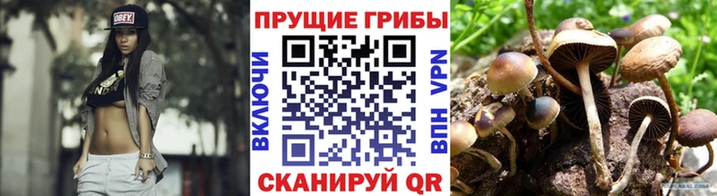 Галлюциногенные грибы Psilocybe  Балахна 